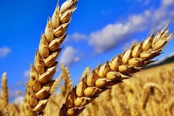 Мильтурум пшеница