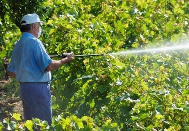 Пестициды для винограда
