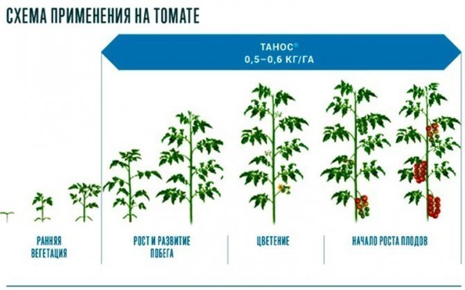 Фазы развития томатов по дням