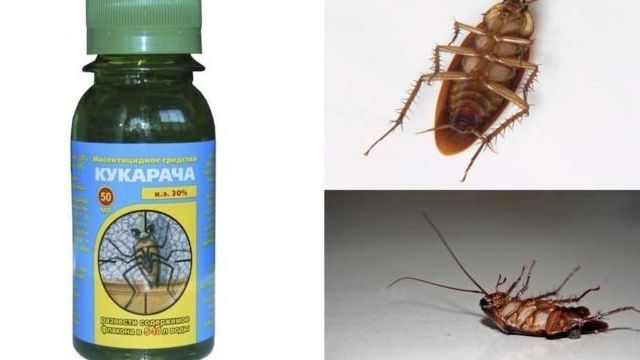 Степень эффективности средства Кукарача для борьбы с клопами и тараканами