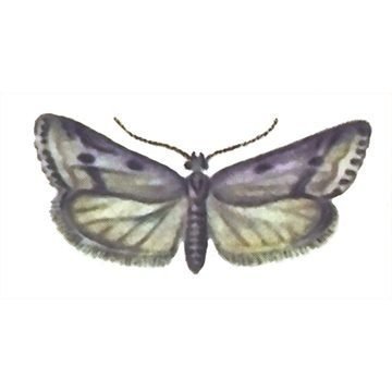 Чешуекрылые бабочки