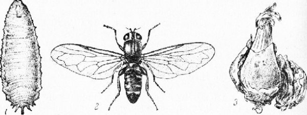 Двукрылые насекомые зарисовки