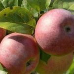 Главные особенности яблони Сладкая нега