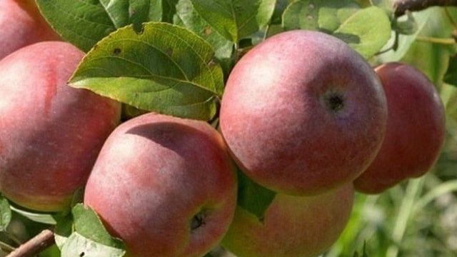Главные особенности яблони Сладкая нега