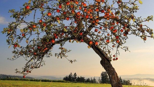 Как правильно посадить яблоню осенью на Урале
