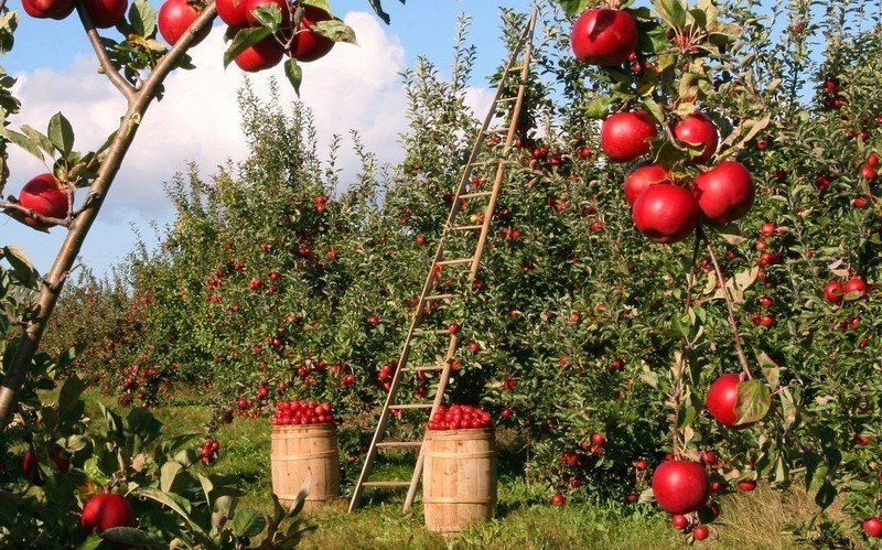 Сад яблоко в германия
