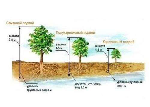 Какие деревья можно сажать на участке с близкими грунтовыми водами