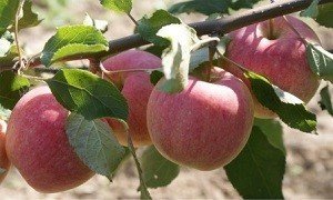 Саженцы яблоня сладкая нега