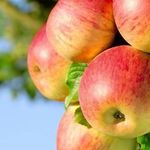 Описание интересных и хороших зимних сортов яблонь