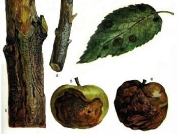 Бактериальный некроз коры яблони