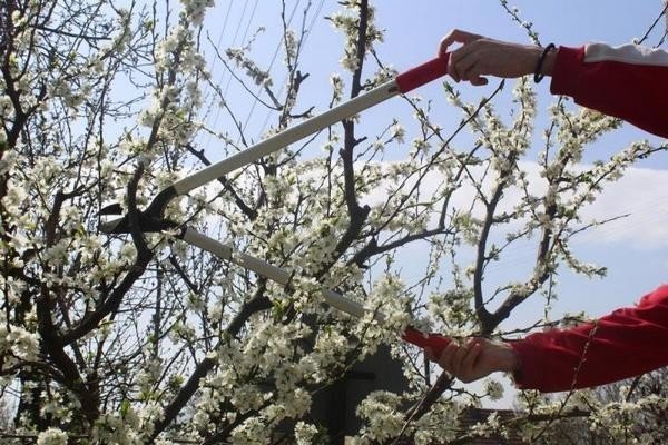 Обрезка вишни весной