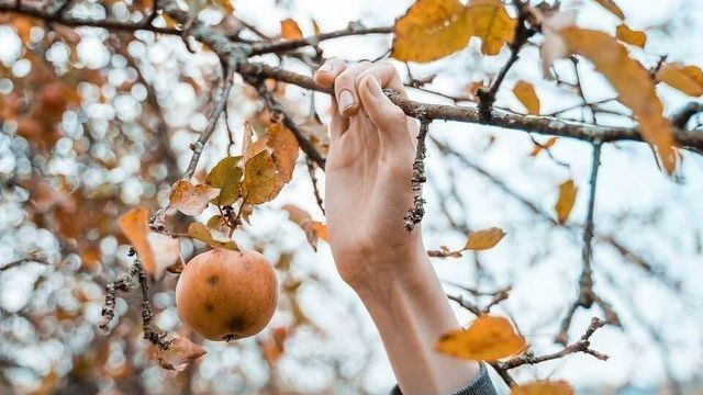 Уход за яблоней осенью – советы по правильной подготовке дерева к зиме | В саду