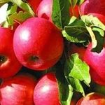 Яблоня Айдаред: как вырастить яблоки, хранящиеся до следующего лета