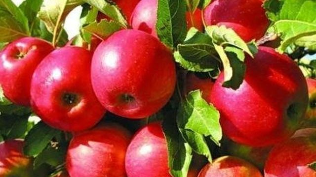 Яблоня Айдаред: как вырастить яблоки, хранящиеся до следующего лета