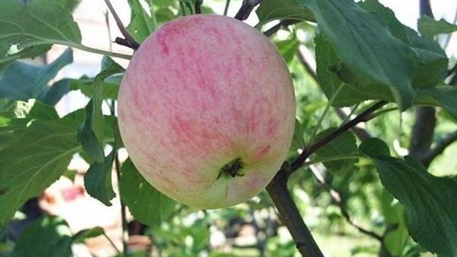 Яблоня малиновка посадка уход
