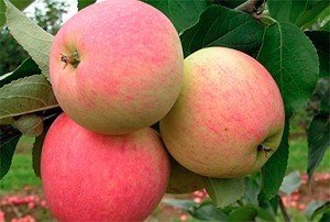 Сорт яблони юбиляр