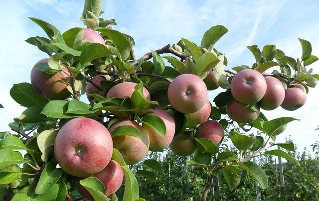Яблоня яблочный спас