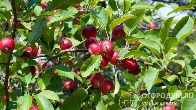 Яблоня «Недзвецкого» – яркое украшение сада