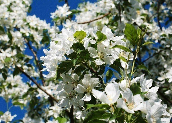 Белые цветы яблони