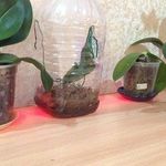 Парник / тепличка для орхидей (выращивание в домашних условиях)