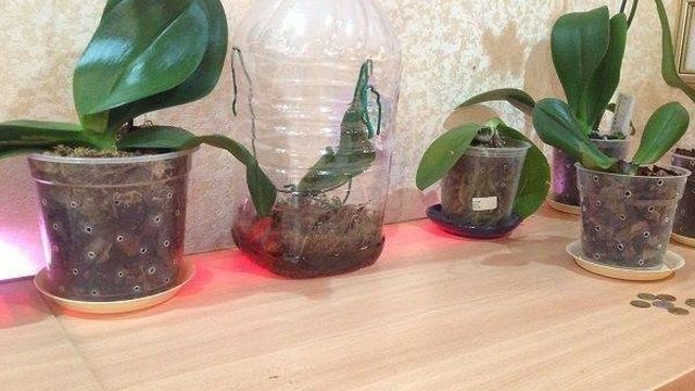 Как сделать тепличку для орхидеи в домашних условиях своими руками для реанимации?