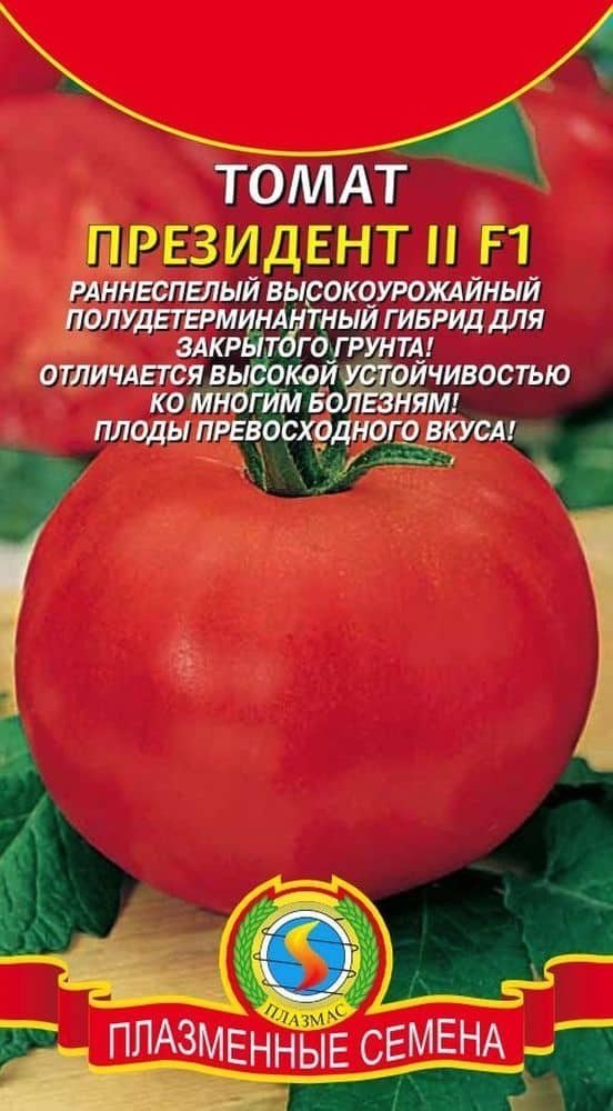 Сорт томатов президент