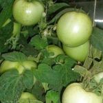 Характеристика томата Волверин, урожайность сорта