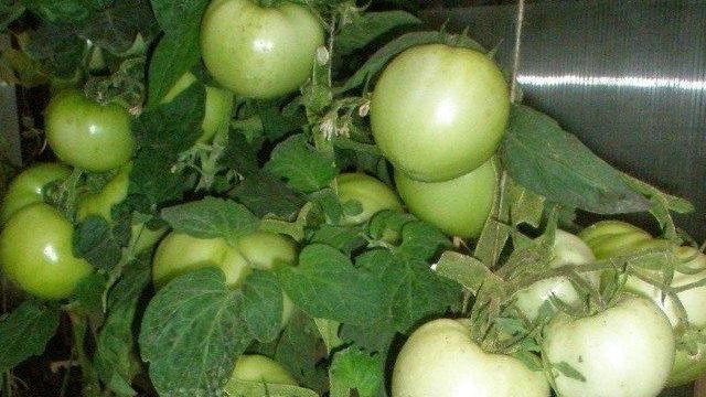 Характеристика томата Волверин, урожайность сорта