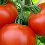 Характеристика томатов сорта Джина