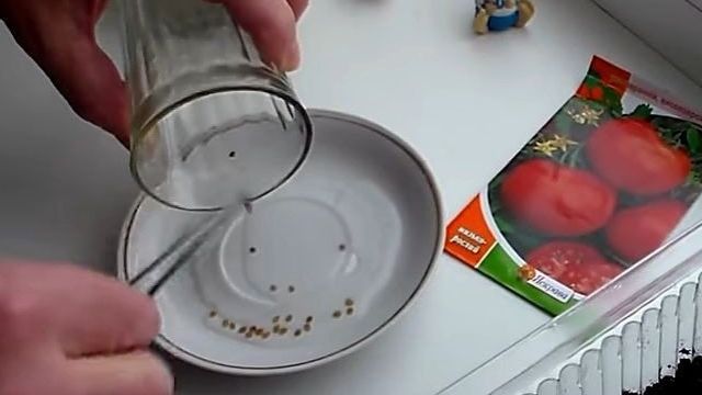 Посадка помидоров на рассаду – в домашних условиях, когда и как сажать, правильно, пошаговая инструкция с фото