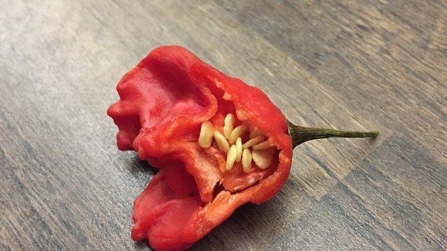 Горький перец "Колокольчик": фото, отзывы, как выращивать