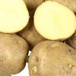 Картофель Колобок: характеристика сорта, урожайность, особенности выращивания