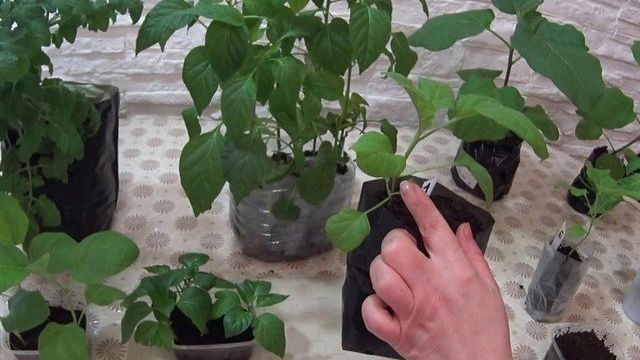 Китайский метод выращивания рассады томатов