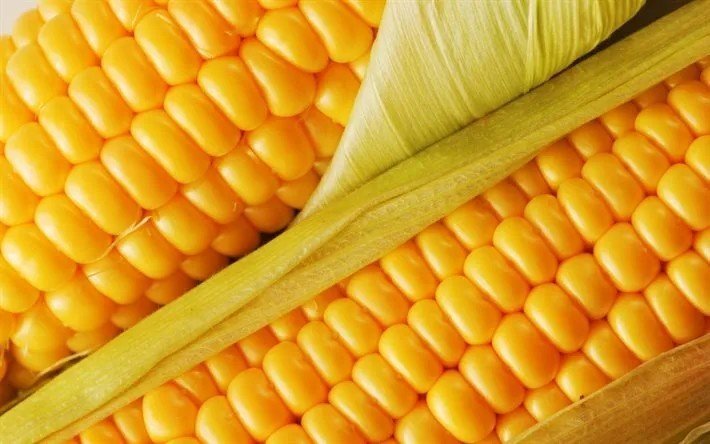 Сорт кукурузы унион