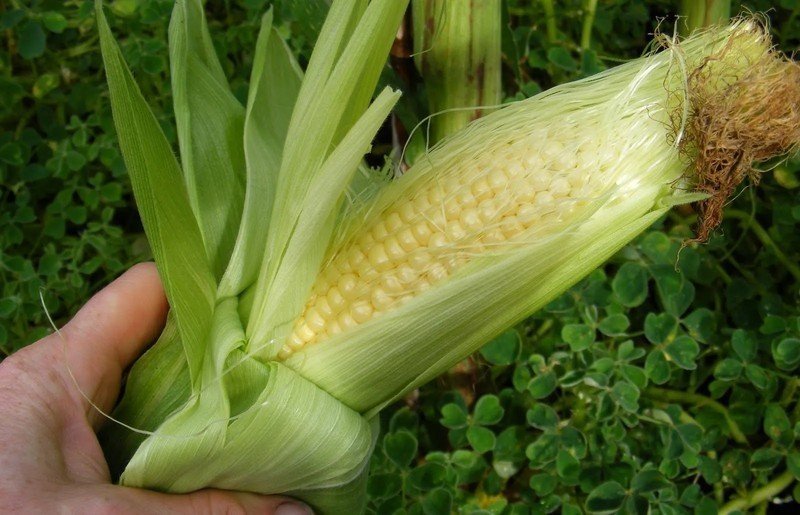 Зрелость початков кукурузы