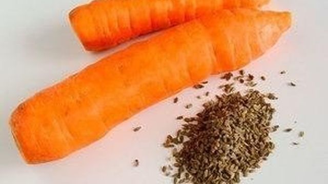 Как прорастить семена моркови: эффективные способы, а также выбор и проверка материала на всхожесть