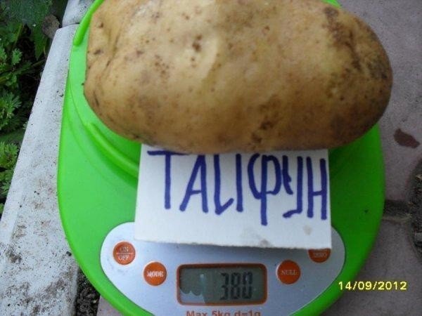 Вес одной картошки