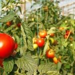 Обзор самоопыляемых сортов помидоров для теплиц