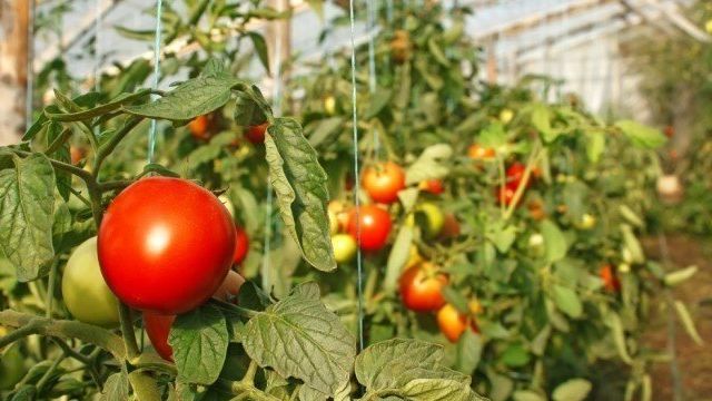 Семена помидоров для теплицы самоопыляемые: высокоурожайные, партенокарпические