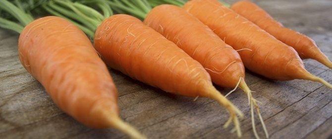 Морковь Алтайская лакомка, описание фото 1