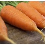 Описание и характеристики моркови сорта Алтайская лакомка