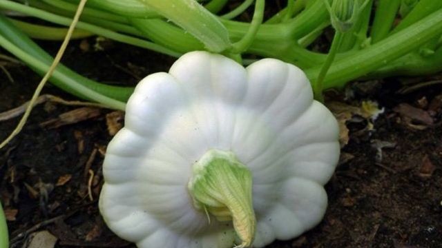 Описание раннеспелого и урожайного овоща патиссон НЛО и агротехника выращивания