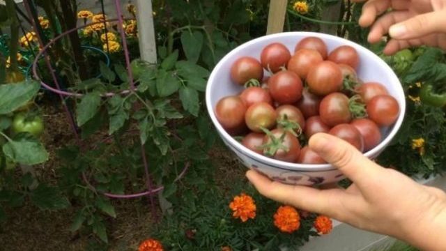 Выращивание помидоров черри с фото и видео: как посадить и вырастить томаты в открытом грунте