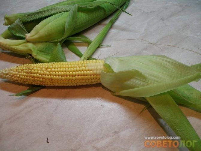 Початок кукурузы на белом фоне