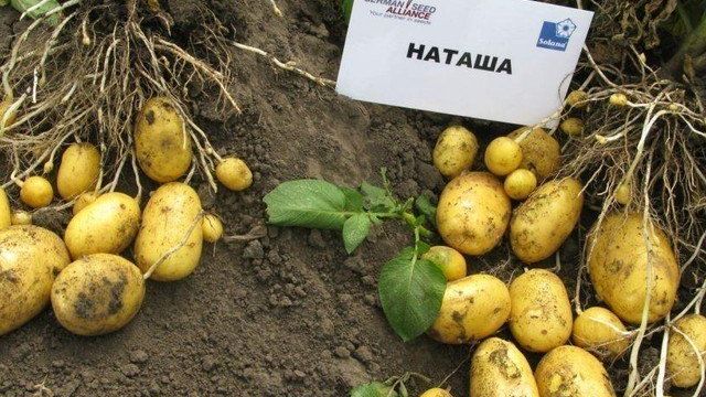 Раннеспелый сорт картофеля «Наташа»