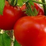 Раннеспелый томат «Афродита F1»: описание сорта и особенности выращивания
