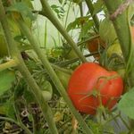 Рекордные урожаи с томатом Обильные Маслова — подробное описание сорта и его характеристики
