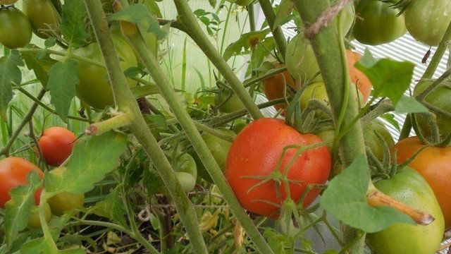 Рекордные урожаи с томатом Обильные Маслова — подробное описание сорта и его характеристики