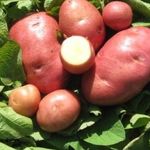 Сорт картофеля «Вишенка»: описание, фото, характеристики