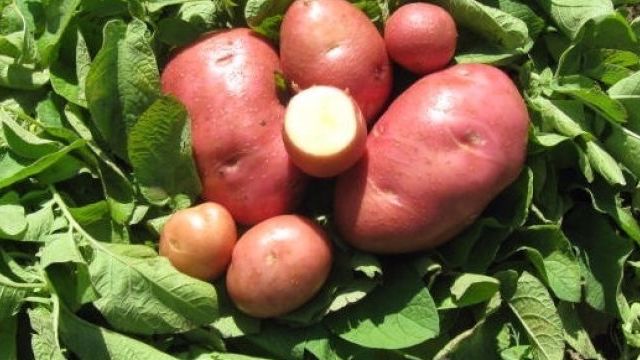 Урожайный сорт картофеля «Вишенка»